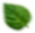 leaf3-100x95 leaf3-100x95